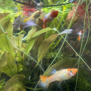 Guppy Kohaku Femelles Adultes Hors sélection