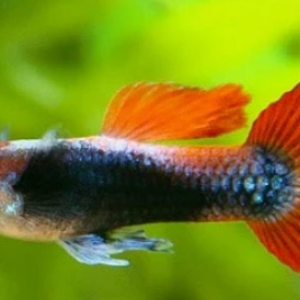 Guppy koi tricolore de souche stable tres bonne génétique