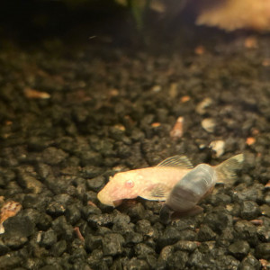 Jeune Ancistrus Albinos
