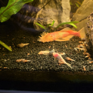 Jeune Ancistrus Albinos