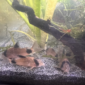 Corydoras panda