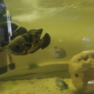 cichlides americains oscars de 10 cm , red , tiger red ou blanc tiger