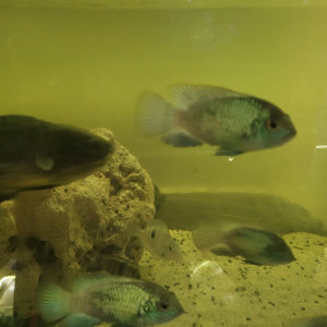 cichlides americains oscars de 10 cm , red , tiger red ou blanc tiger