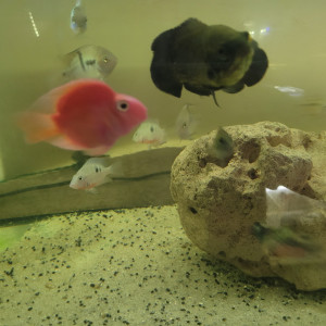 cichlides americains oscars de 10 cm , red , tiger red ou blanc tiger