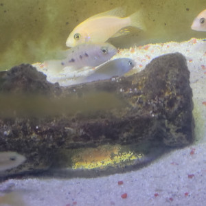 cichlides africains du malawi