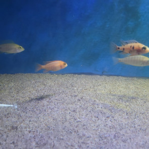 cichlides africains du malawi