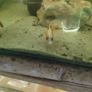 cichlides africains du malawi