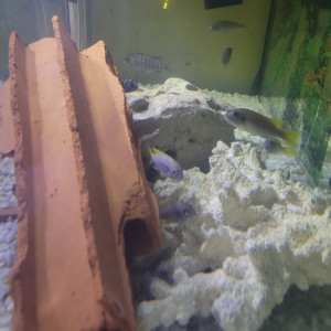 cichlides africains du malawi