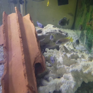 cichlides africains du malawi