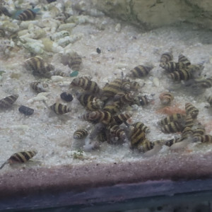 anentome helena adulte escargots mangeurs d'escargots