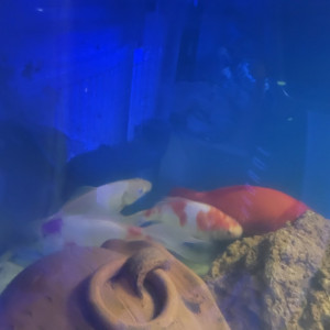 7 voiles de chine de disponible en 25 cm