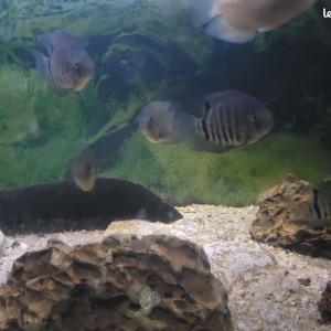 heros severum rotckeil , 7 a 8 cm , heros gold 6 cm et myleus schomburgkii de 10 cm
