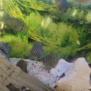 heros severum rotckeil , 7 a 8 cm , heros gold 6 cm et myleus schomburgkii de 10 cm