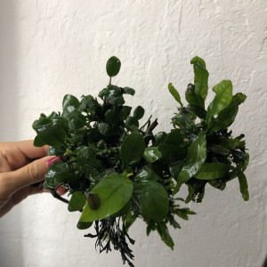 Racine araignée plantée