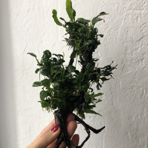 Racine araignée plantée