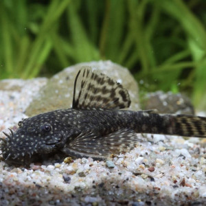 Ancistrus / ancistrus gold