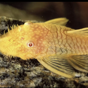 Ancistrus / ancistrus gold