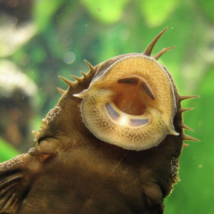 Ancistrus / ancistrus gold