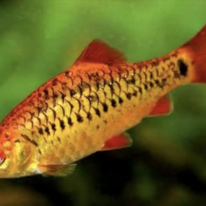 Barbus de Schuberti / barbus doré