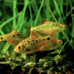 Barbus de Schuberti / barbus doré