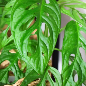 Monstera andansonii - plante anti nitrate