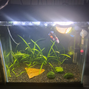 Aquarium 17 litres