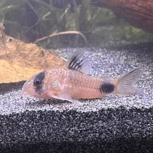 Corydoras panda