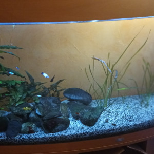 Aquarium 380L avec ou sans poissons