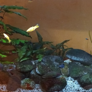 Aquarium 380L avec ou sans poissons