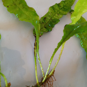 Dons de jeunes pousses de fougères de java. Gratuit.