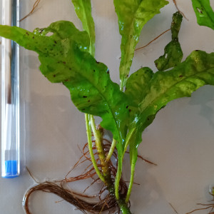 Dons de jeunes pousses de fougères de java. Gratuit.