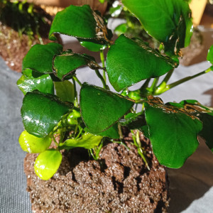 Vends anubias (sans la roche)