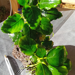 Vends anubias (sans la roche)