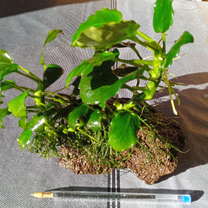 Vends anubias sans la roche