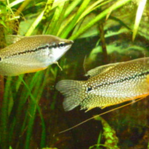 Gourami perlé leeri