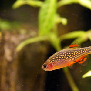 Micro rasbora galaxy