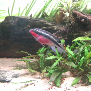 Pelvicachromis pulcher