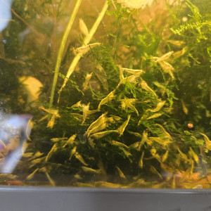 Crevette yellow neon