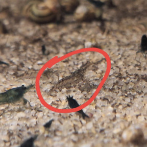 Crevette bleu velvet déclasser