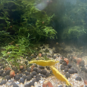 Bébés Crevettes