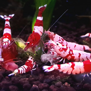 12 Crevettes Cantonensis