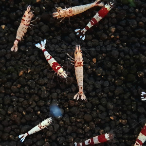 12 Crevettes Cantonensis