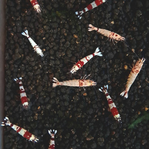 12 Crevettes Cantonensis