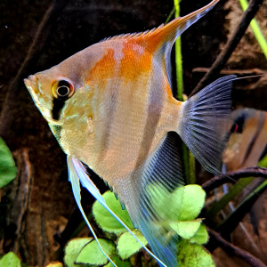 Scalaire Rio Manacapuru