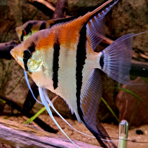 Scalaire Rio Manacapuru