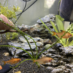 Nez rouge et Tetra joyau