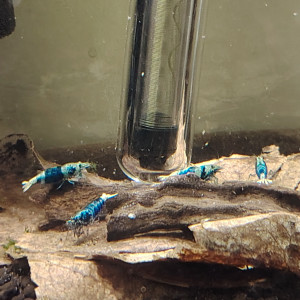 Crevettes blue océan '' déclassées ""