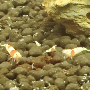 Lot de Crevettes crs red crystals