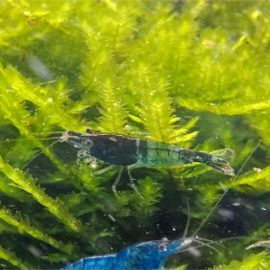 Crevettes "Neocaridina Blue Carbon Rili"