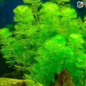 Recherche plantes issues de vos coupes